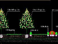 Bản vẽ cây xanh đường giao thông,cây xanh giao thông,Bản vẽ cây xanh,dự toán cây xanh đường,dự toán trồng cây xanh,cây xanh