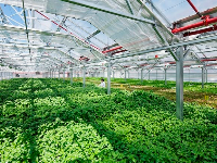 Dự án trồng rau sạch,Thiết kế nhà màng,rau an toàn,dự án sản xuất nông sản xanh,Dự án nôn sản công nghệ cao