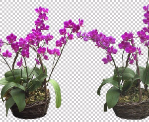 File photoshop thiết kế mẫu hoa đẹp