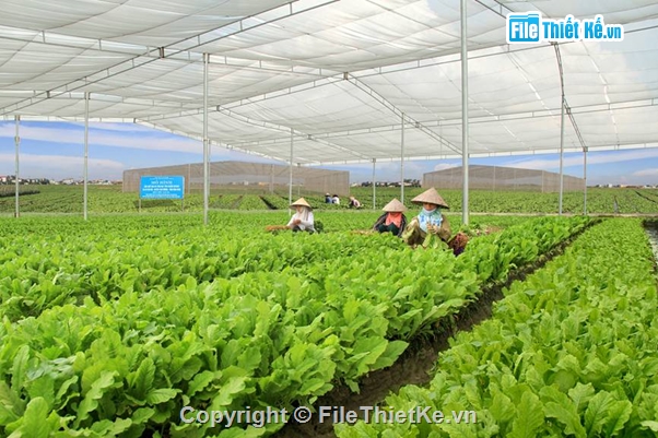 công nghệ cao,dự án nông nghiệp,Khu nông nghiệp sạch,Dự án nông nghiệp rau xanh,Nhà lưới trồng rau sạch