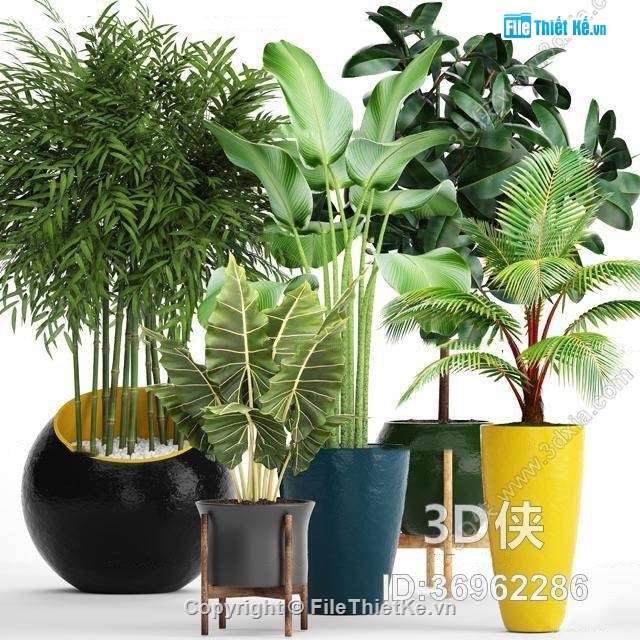 THƯ VIỆN CÂY CẢNH,CÂY NỘI THẤT,THƯ VIỆN CAY XANH,TRANG TRÍ NỘI THẤT,CÂY TRANG TRÍ