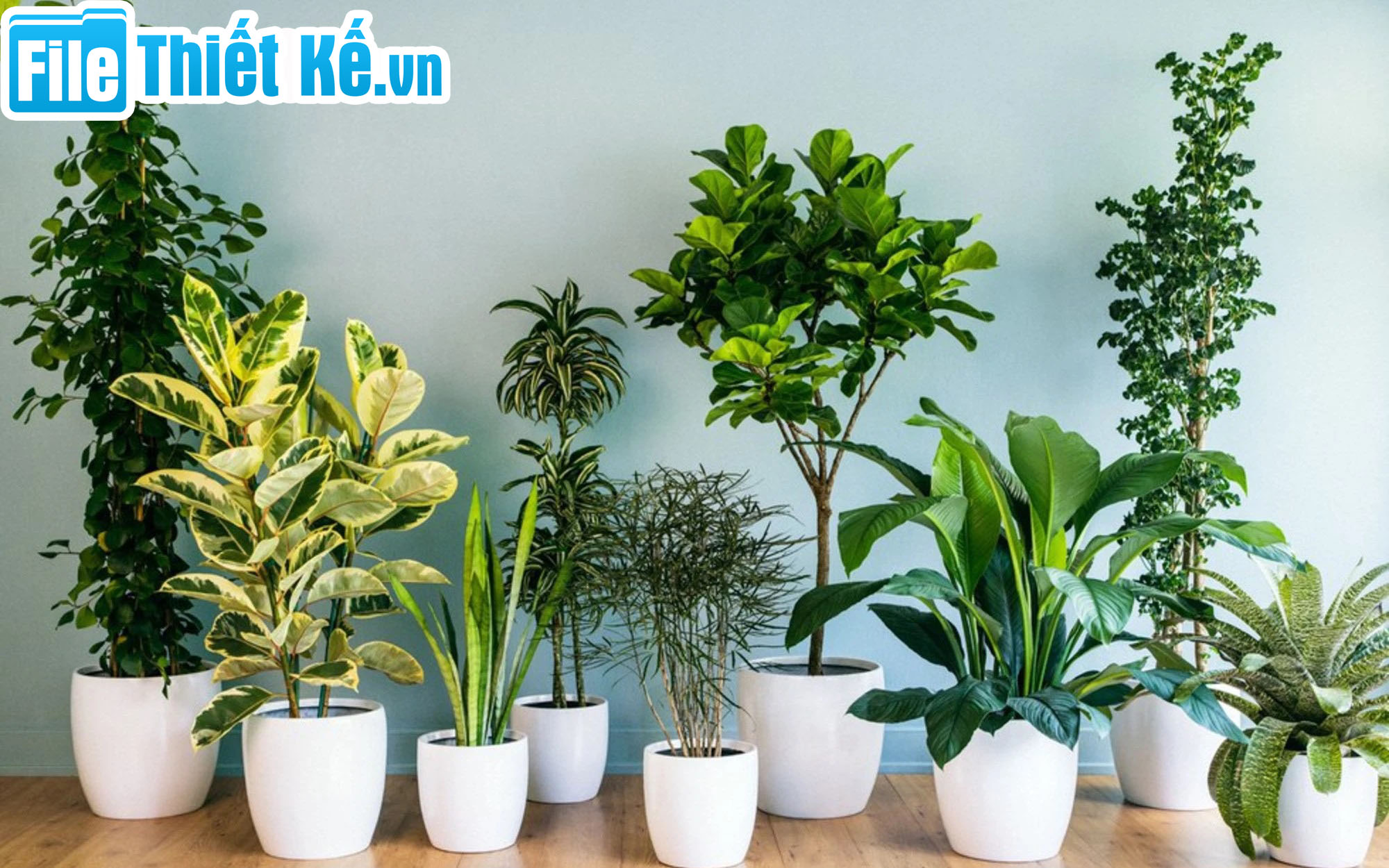 cây không nên trồng trước cửa, cây phong thủy xấu, cây đại kỵ phong thủy nhà ở