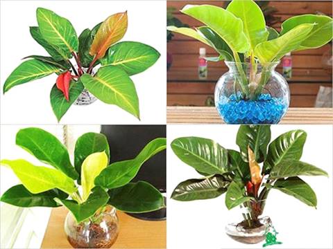 phong thủy, phòng làm việc, môi trường thân thiện