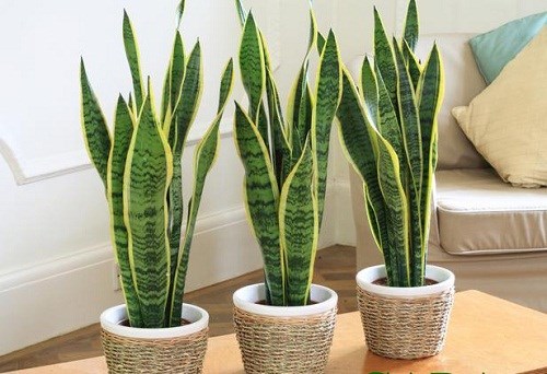 Cách bài trí cây cảnh giúp khỏe mạnh, có ích cho việc học hành cây cảnh,môi trường,sức khoẻ