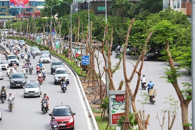 Cây xanh nào phù hợp với đô thị Hà Nội? Hà Nội, đô thị cây xanh , dự án