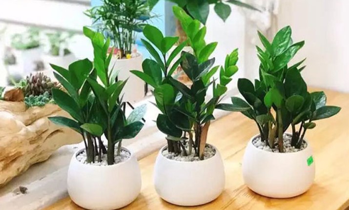 Hướng nhà hợp mệnh Thủy, Màu sắc phong thủy, nội thất cho mệnh Thủy, Vật phẩm phong thủy