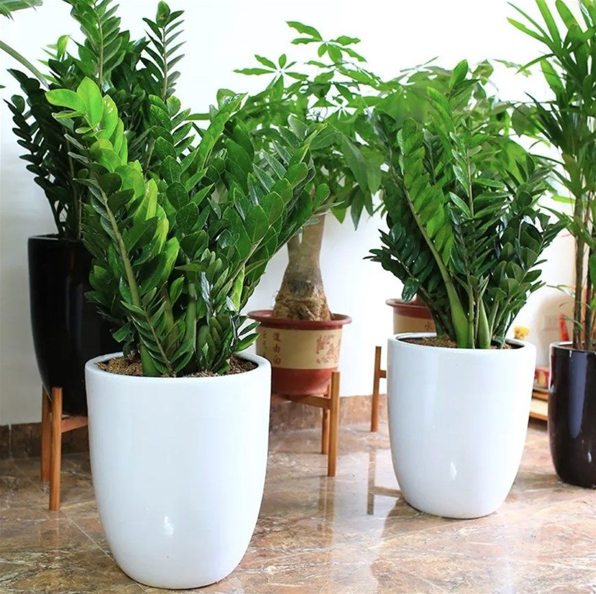 phòng khách đón tài lộc, vật dụng đón tài lộc phòng khách, đón tài lộc phòng khách