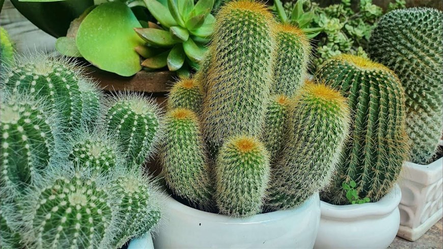 phòng khách đón tài lộc, vật dụng đón tài lộc phòng khách, đón tài lộc phòng khách