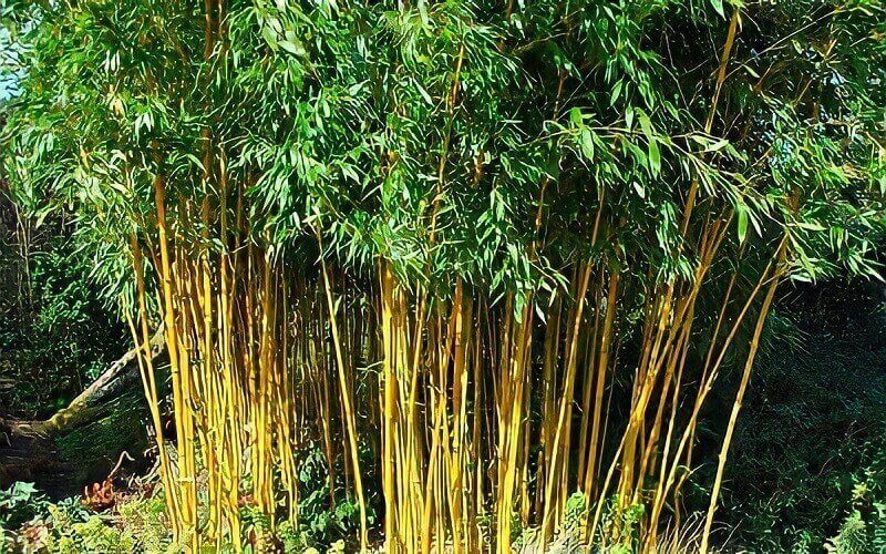 Top 10 cây phong thuỷ trồng trước nhà giúp thu hút may mắn, tài lộc dễ tìm kiếm nhất hiện nay cây phong thủy, cây trồng tài lộc, cây trồng may mắn, cây trồng trước nhà, top 10 cây phong thủy
