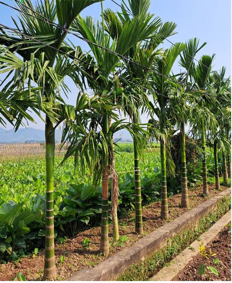 Top 10 cây phong thuỷ trồng trước nhà giúp thu hút may mắn, tài lộc dễ tìm kiếm nhất hiện nay cây phong thủy, cây trồng tài lộc, cây trồng may mắn, cây trồng trước nhà, top 10 cây phong thủy
