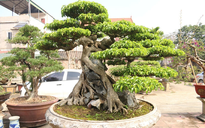 Top 10 cây phong thuỷ trồng trước nhà giúp thu hút may mắn, tài lộc dễ tìm kiếm nhất hiện nay cây phong thủy, cây trồng tài lộc, cây trồng may mắn, cây trồng trước nhà, top 10 cây phong thủy