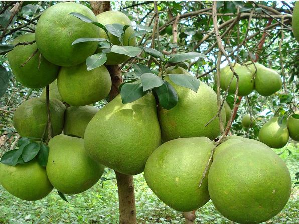 Top 10 cây phong thuỷ trồng trước nhà giúp thu hút may mắn, tài lộc dễ tìm kiếm nhất hiện nay cây phong thủy, cây trồng tài lộc, cây trồng may mắn, cây trồng trước nhà, top 10 cây phong thủy